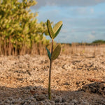 One Tree Planted Donations