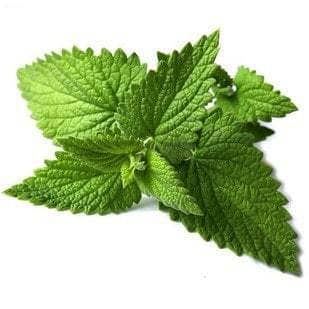 Lemon Balm Organic Leaves