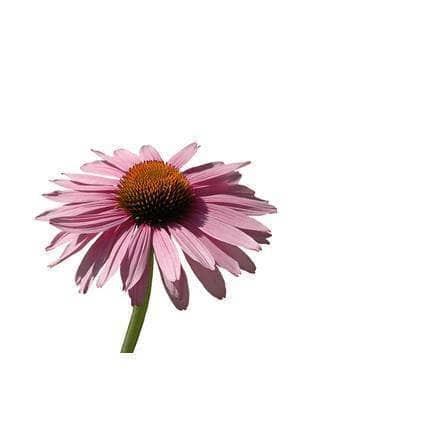 Coneflowers BIO - 15g