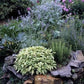 Organic Sage Ireland